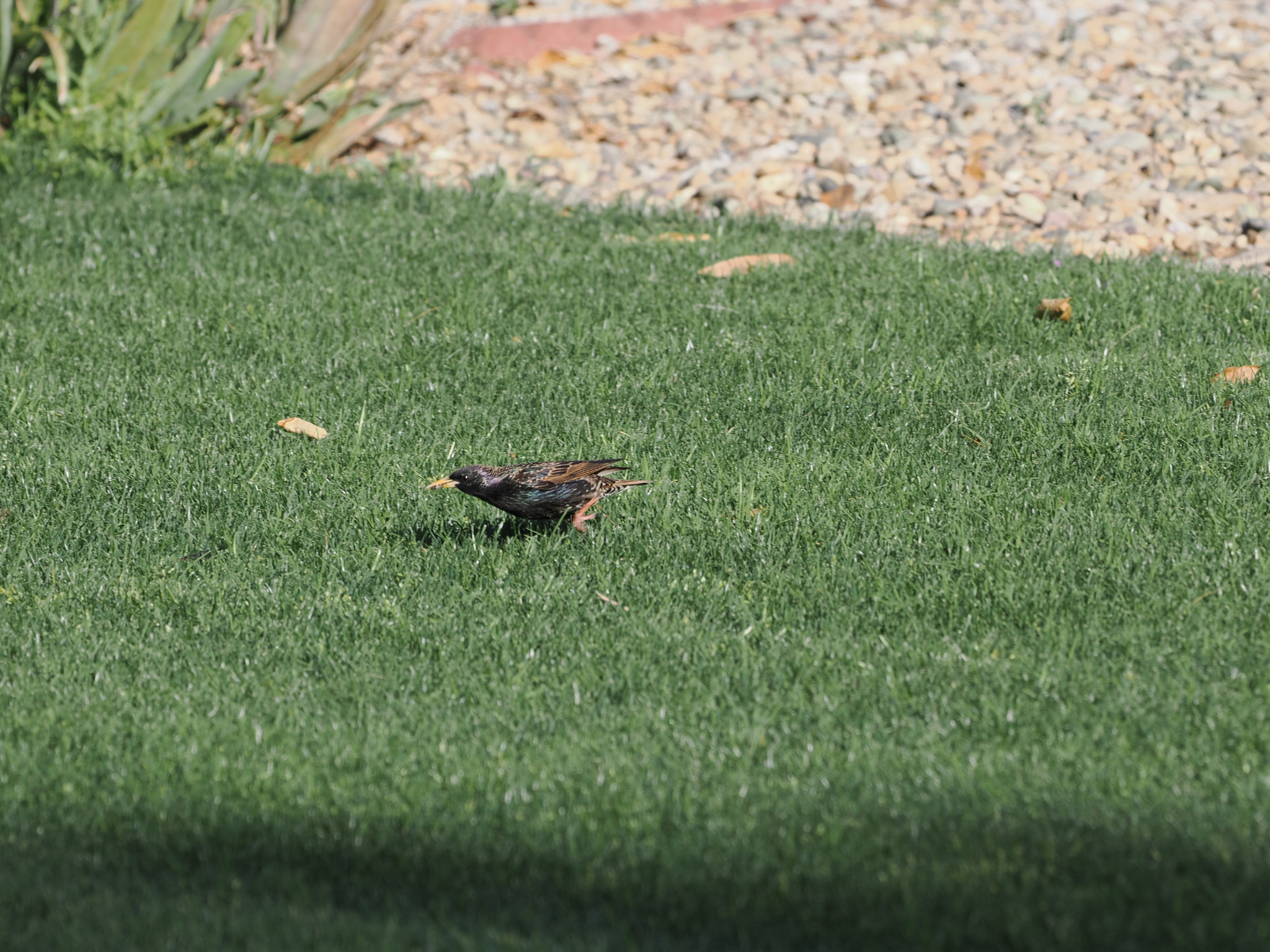 Sturnus vulgaris