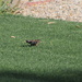 European Starling