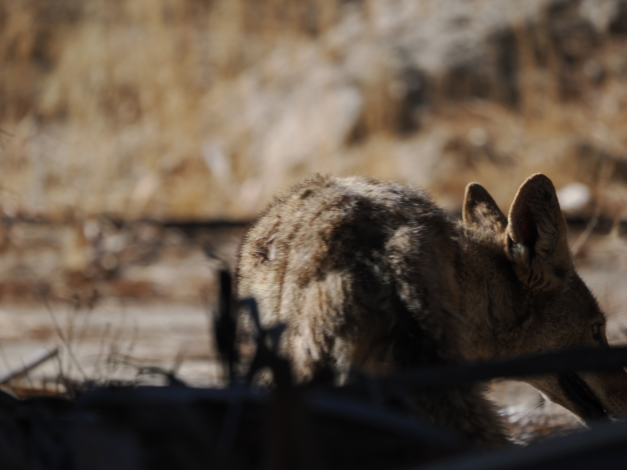 Canis latrans