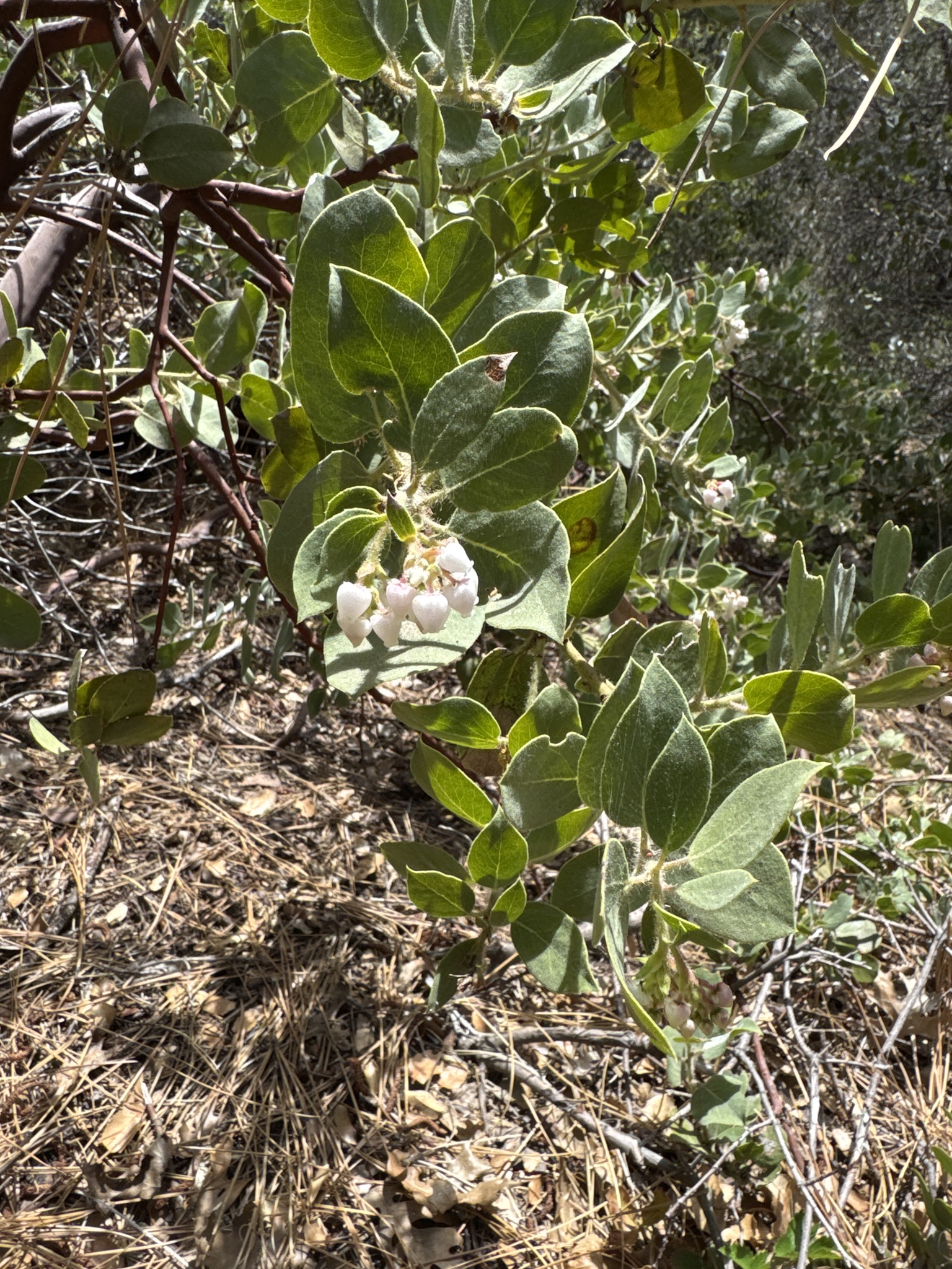 Arctostaphylos glandulosa