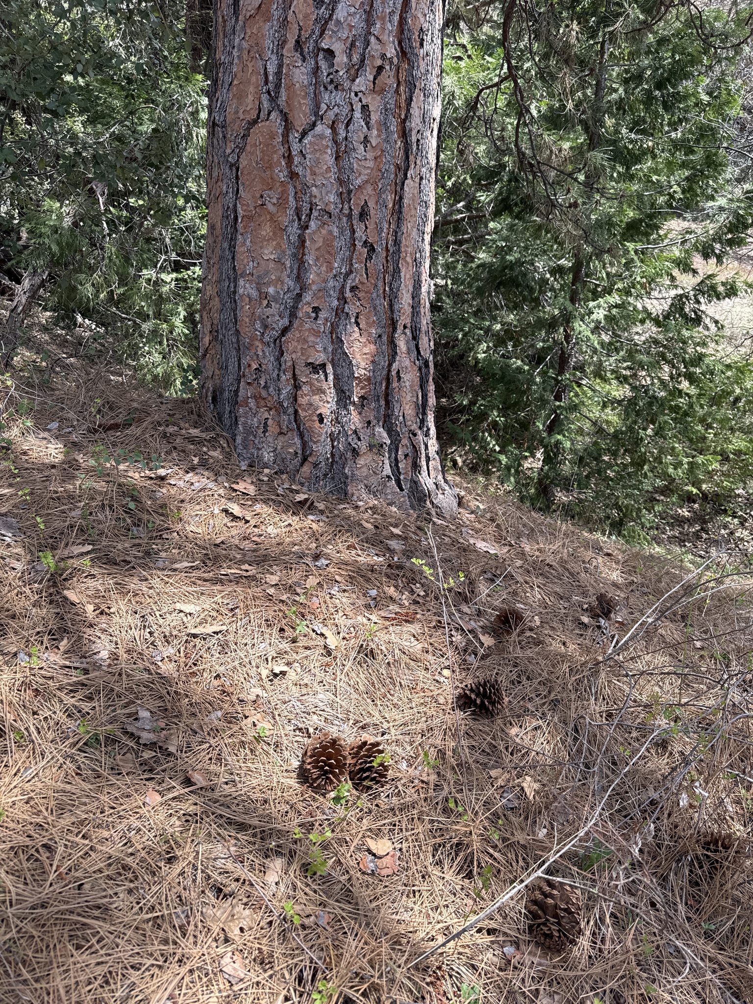 Pinus jeffreyi