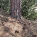 Jeffrey pine
