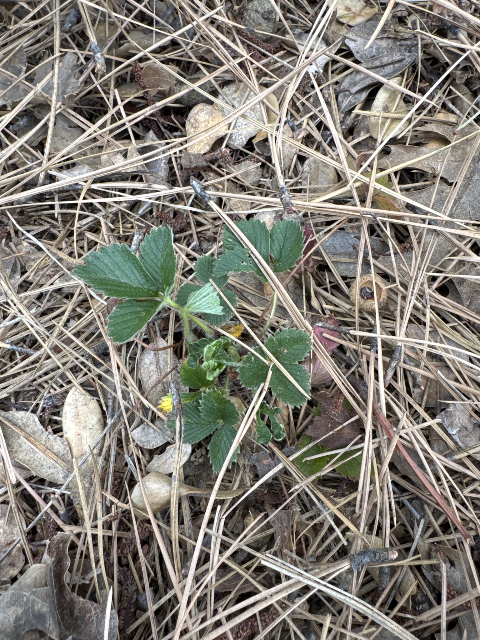 Fragaria vesca