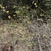 fragrant sumac