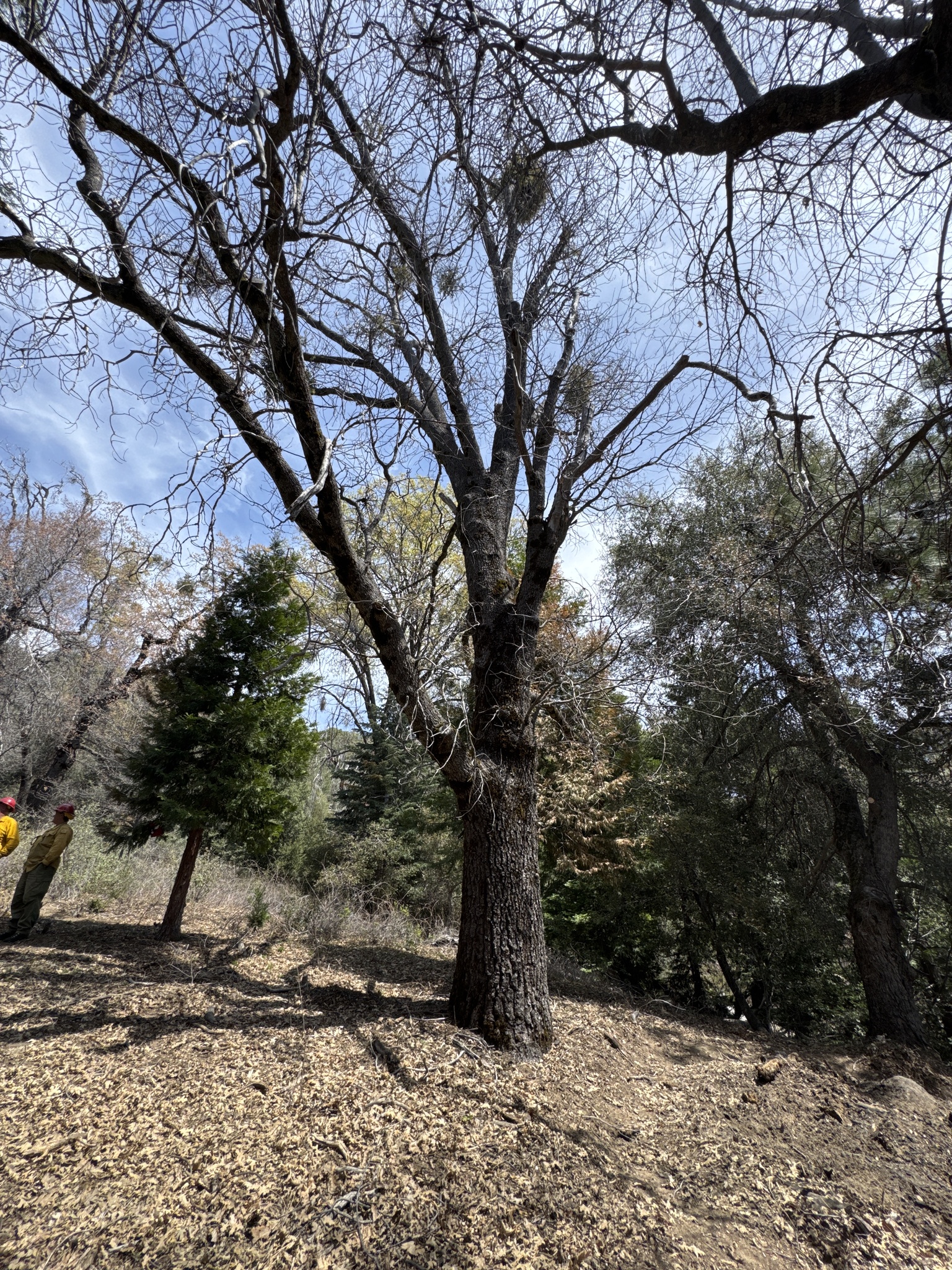 Quercus kelloggii