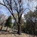 California black oak