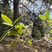 interior live oak