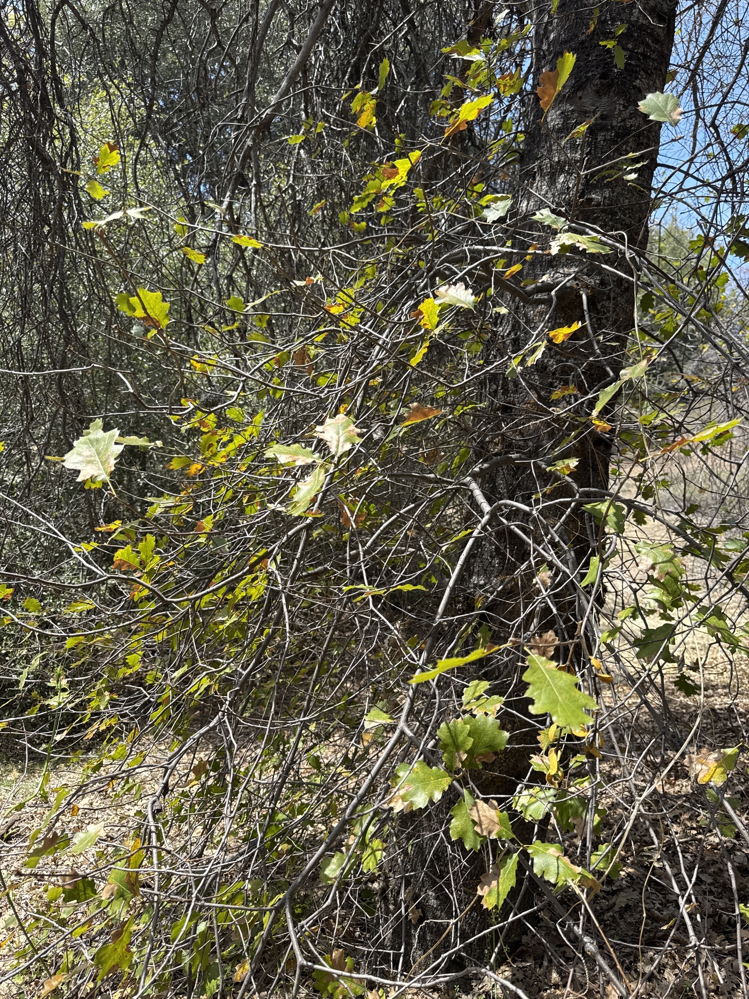 Agrifoliae