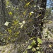 Agrifoliae