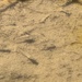 Desert Pupfish
