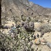 desert lavender