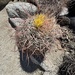 California Barrel Cactus