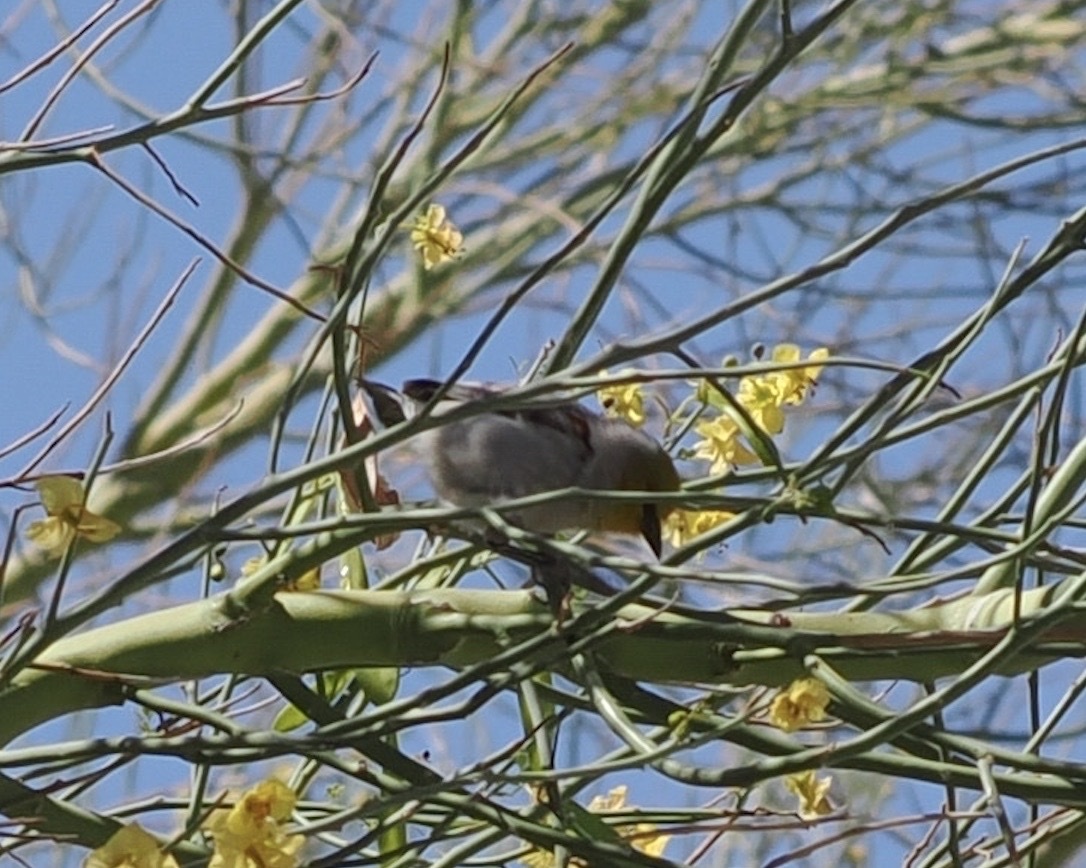 Auriparus flaviceps