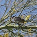 Verdin