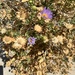 Orcutt's Woodyaster