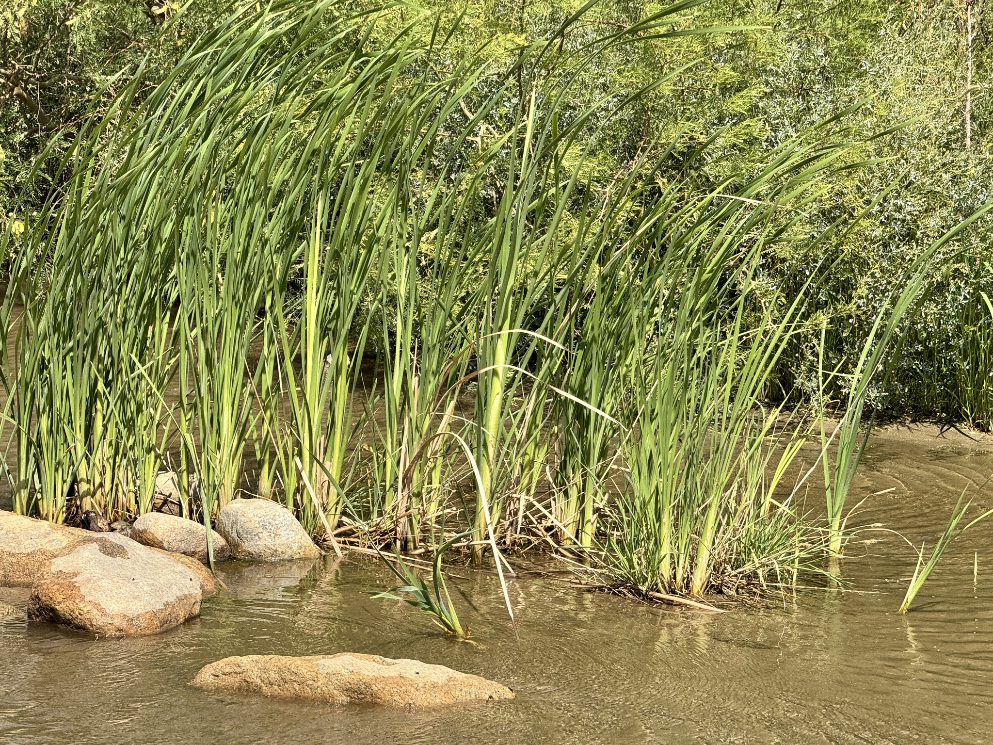 Typha