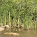Cattails