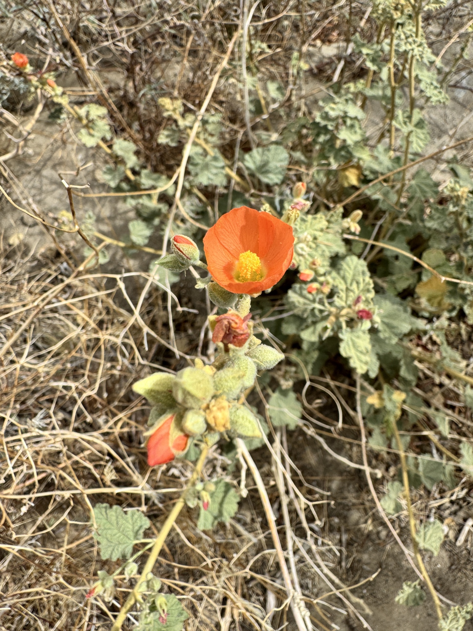 Sphaeralcea ambigua