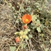 apricot mallow
