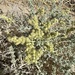 Burrobush