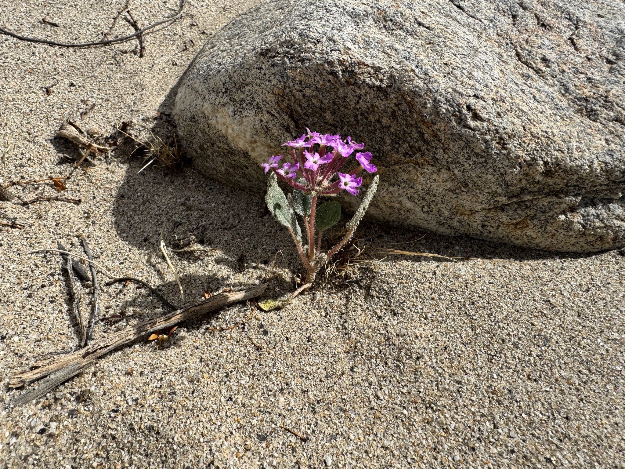 Abronia villosa