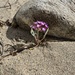 desert sand verbena
