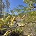 mesquites
