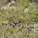 indigo-bush