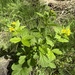 Large-leaved Avens