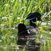Wood Duck