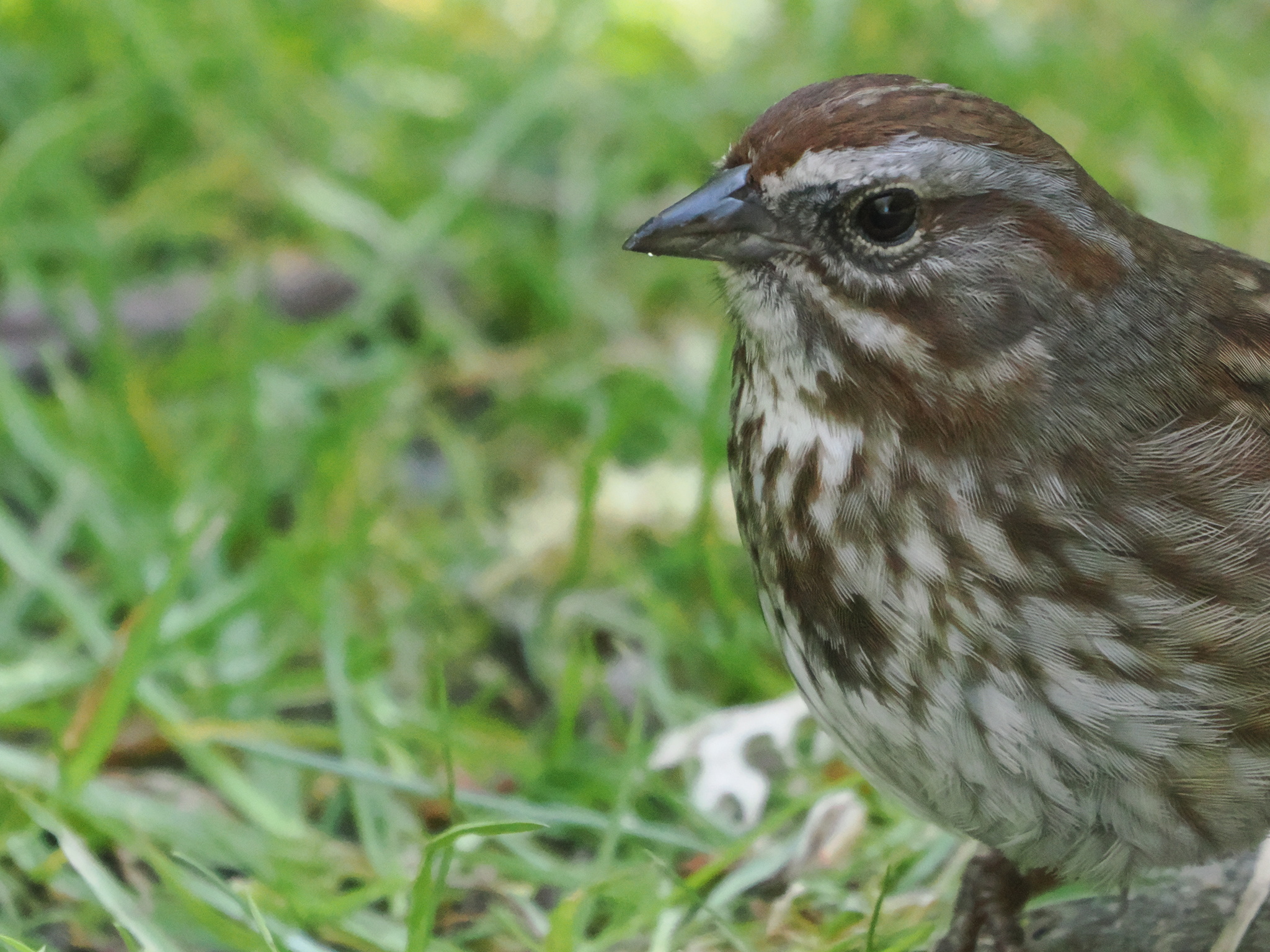 Melospiza melodia