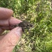 Western Toad