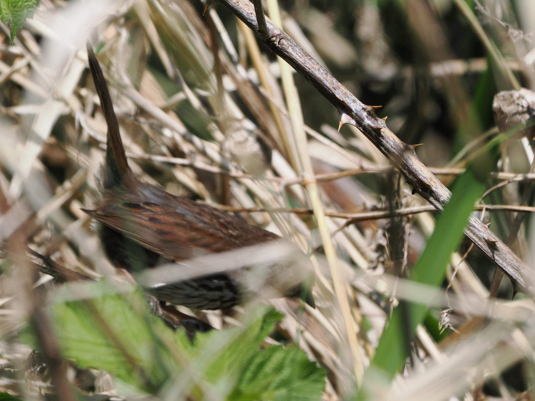 Melospiza melodia