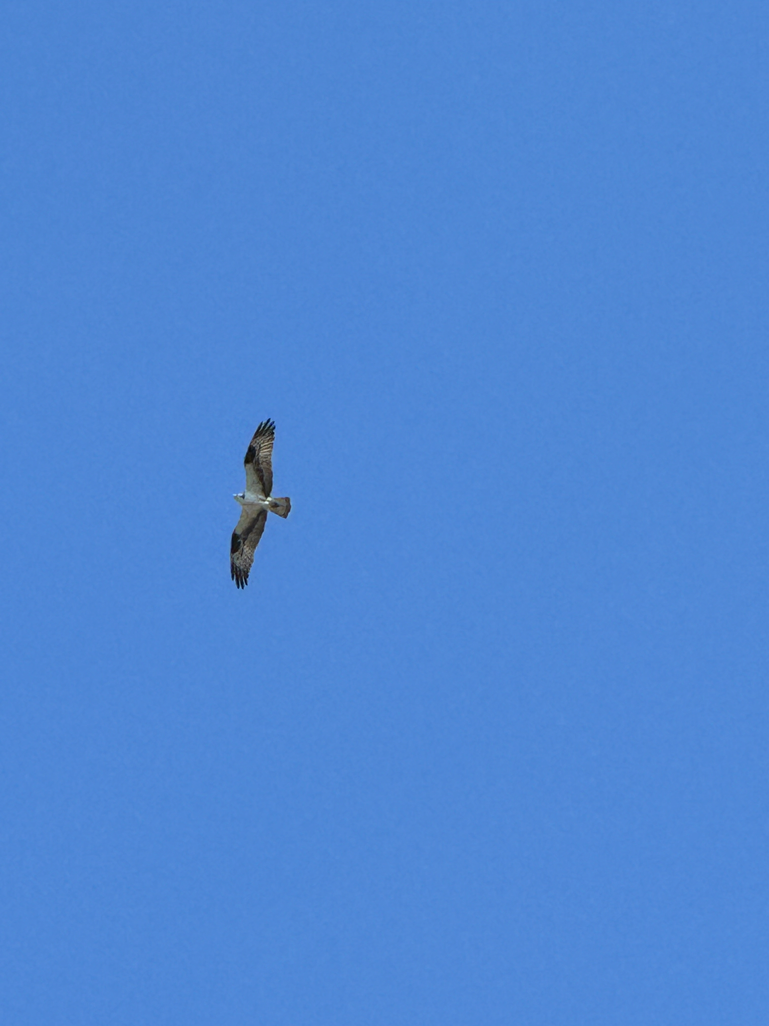 Pandion haliaetus