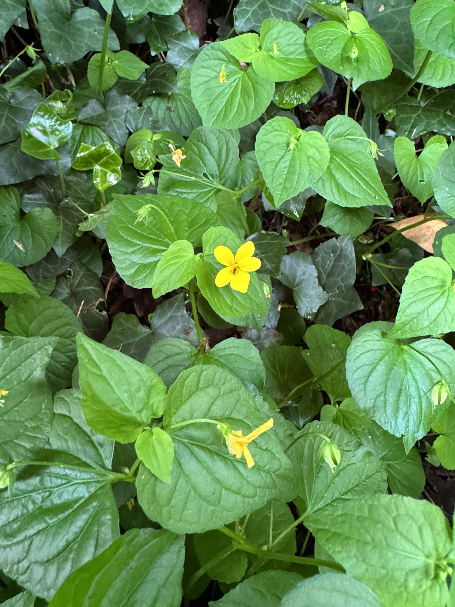 Viola glabella