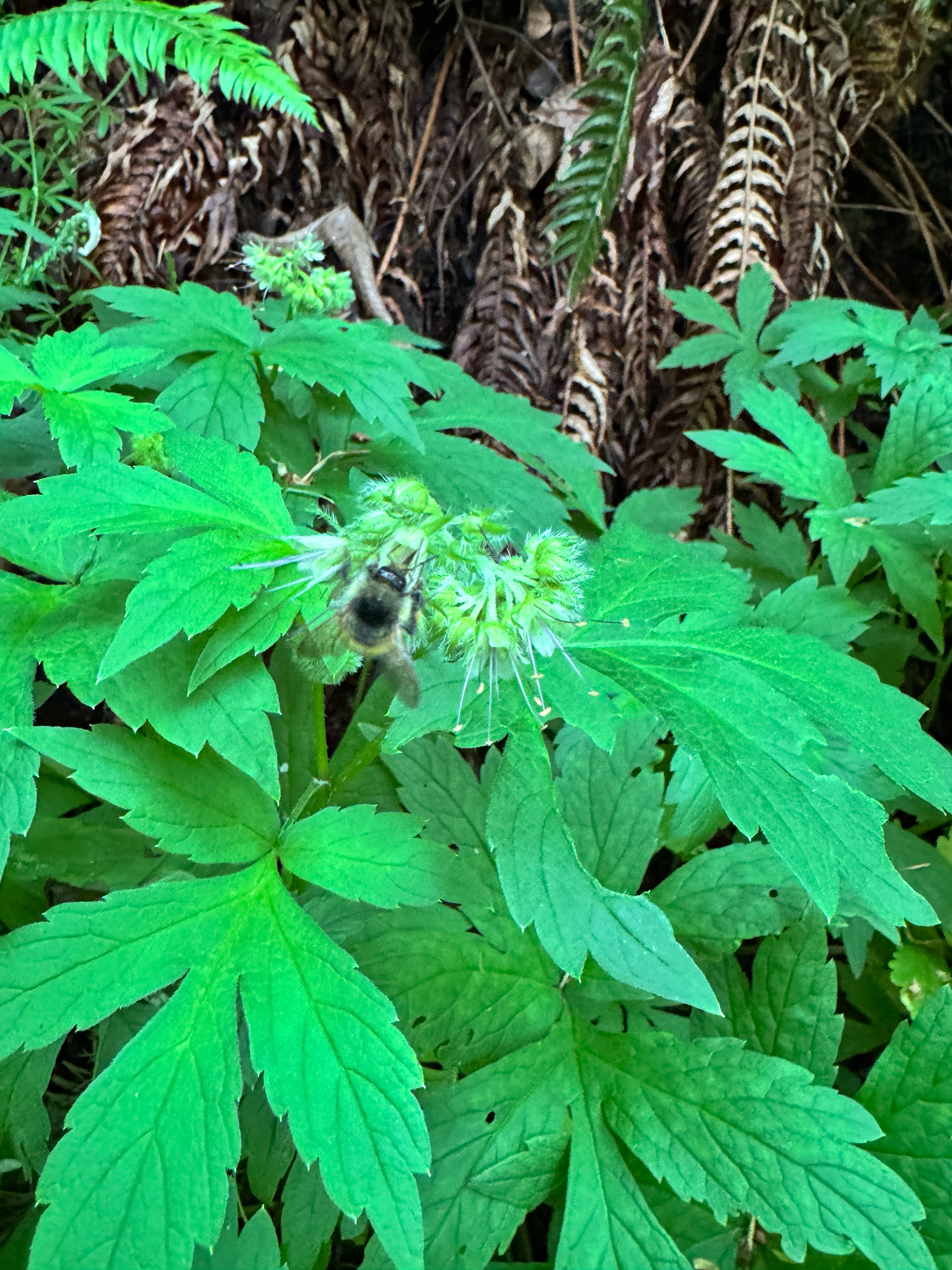 Bombus mixtus