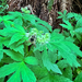Fuzzy-Horned Bumble Bee