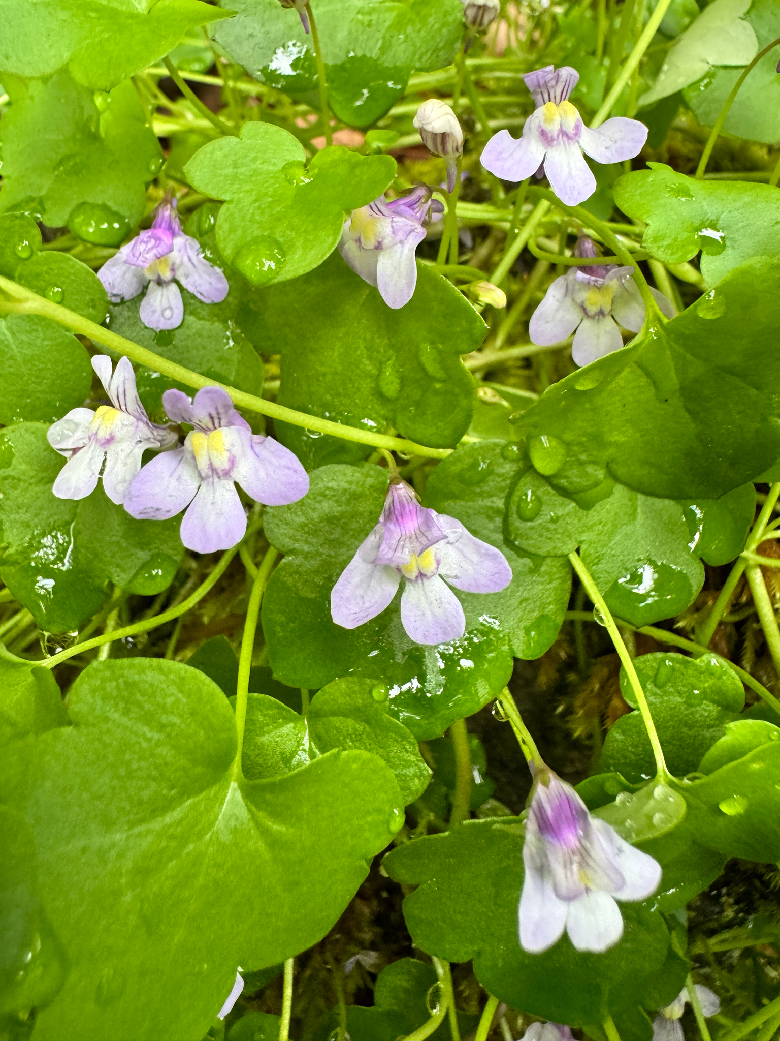 Cymbalaria muralis