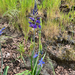 great camas
