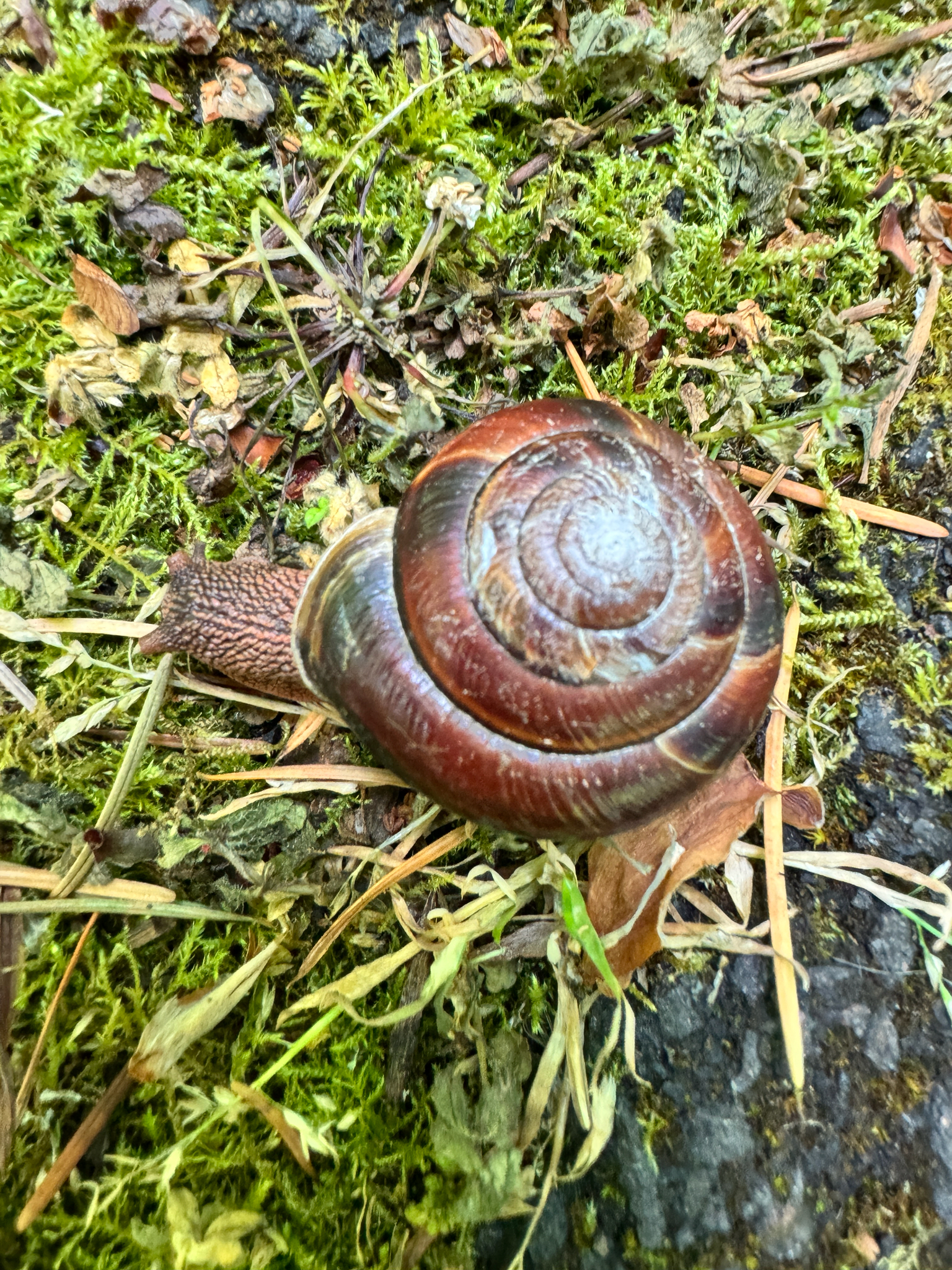 Monadenia fidelis
