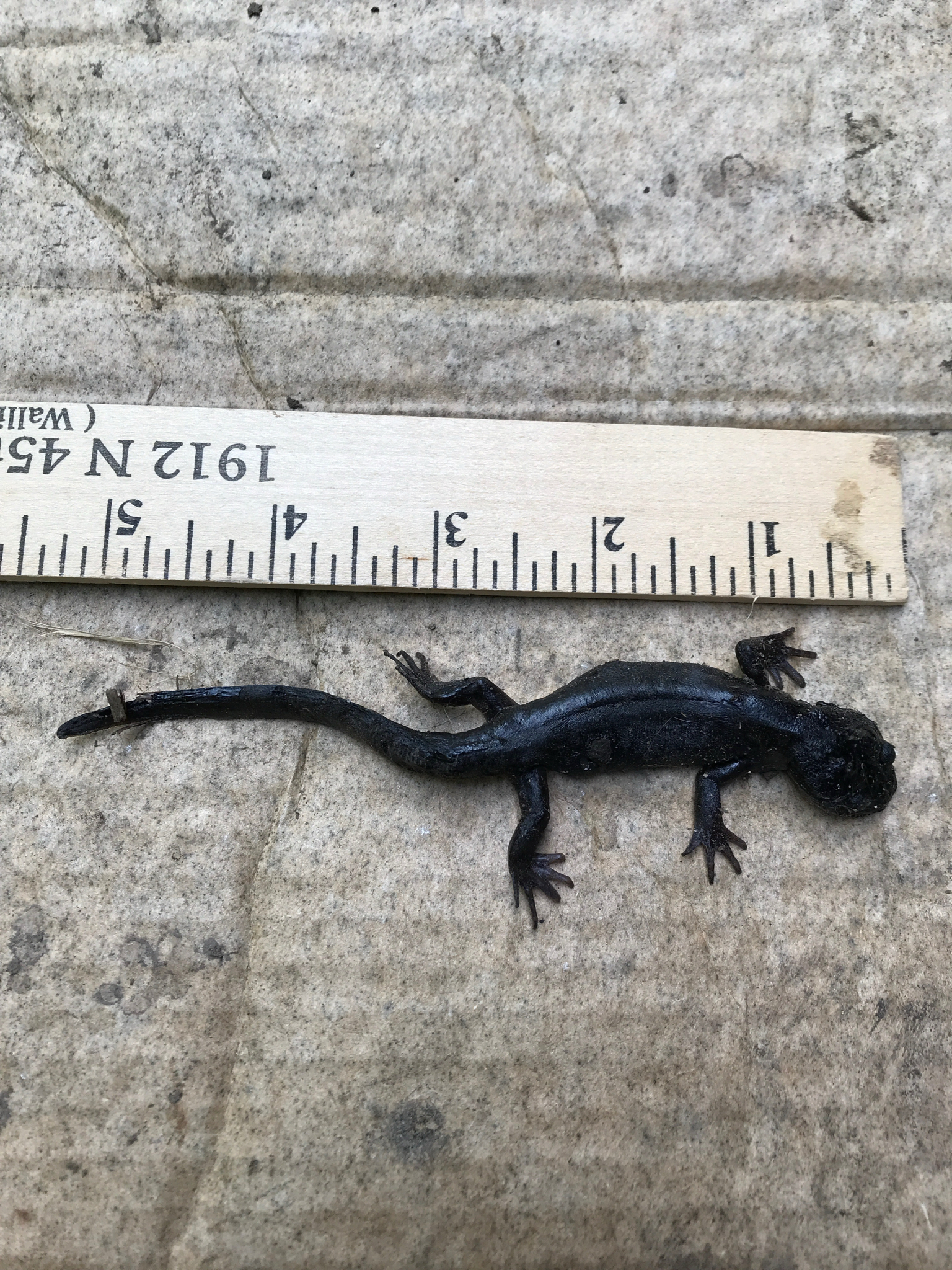 Ambystoma gracile