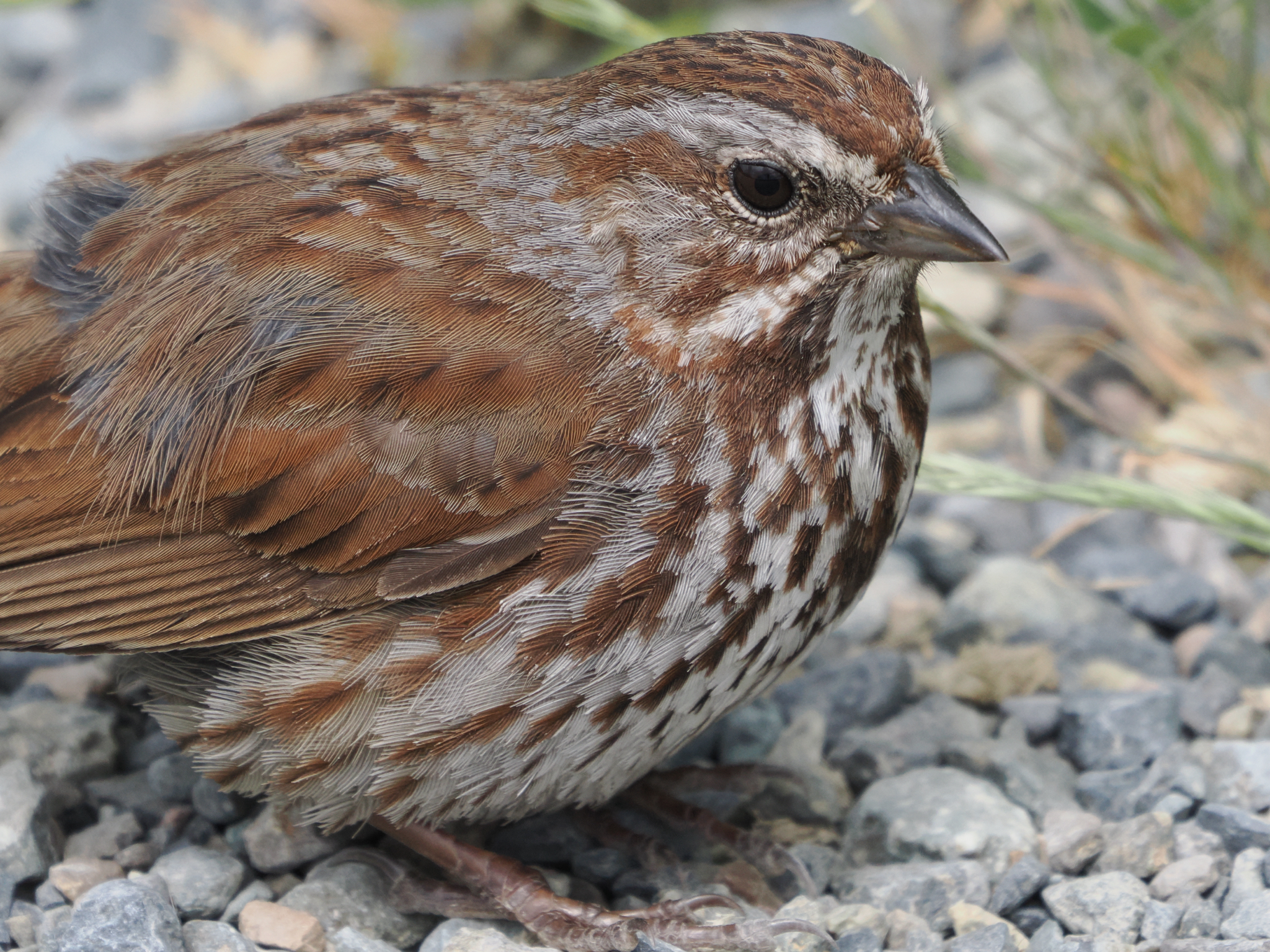 Melospiza melodia