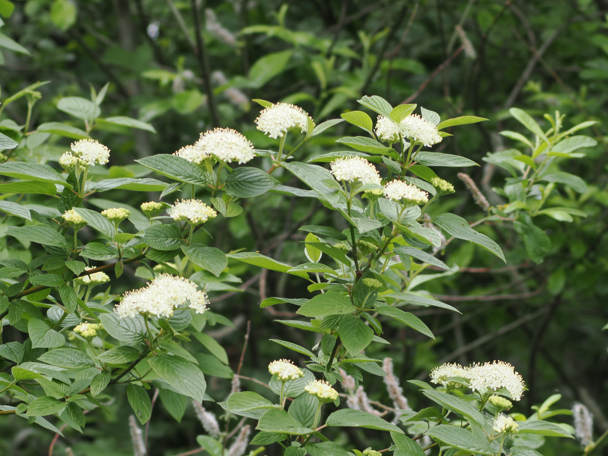 Cornus sericea