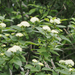 red osier dogwood