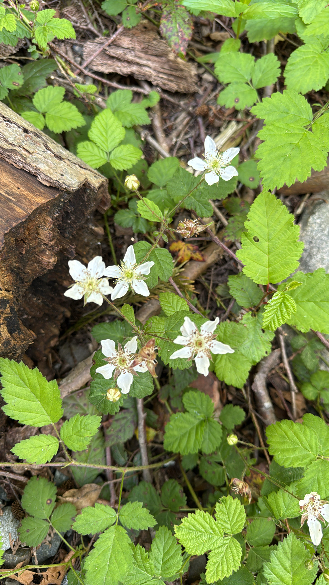 Rubus ursinus