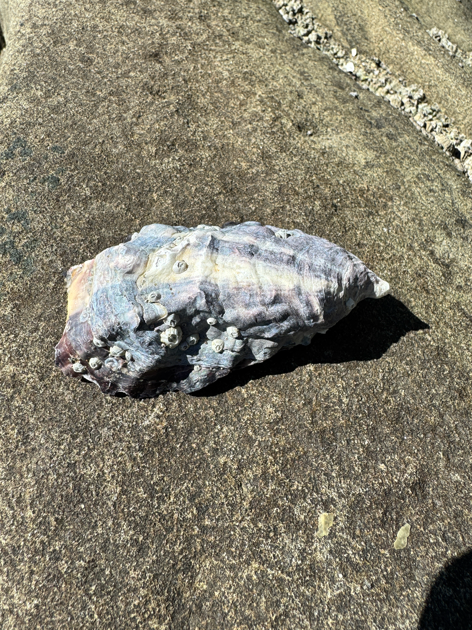 Magallana gigas