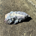 Pacific Oyster