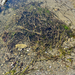 Aroids, Water-Plantains, Seagrass, and allies