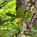 orange honeysuckle