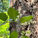 salal